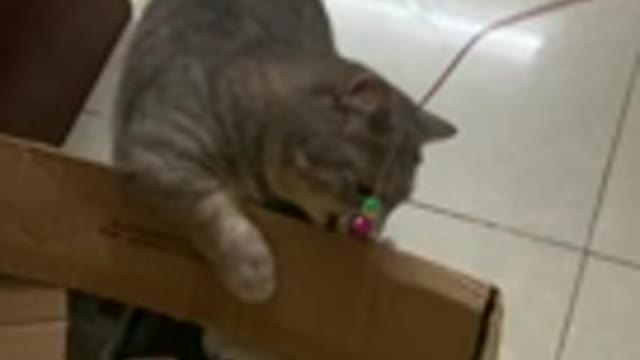 The kitten stepped on the box to play with the rope