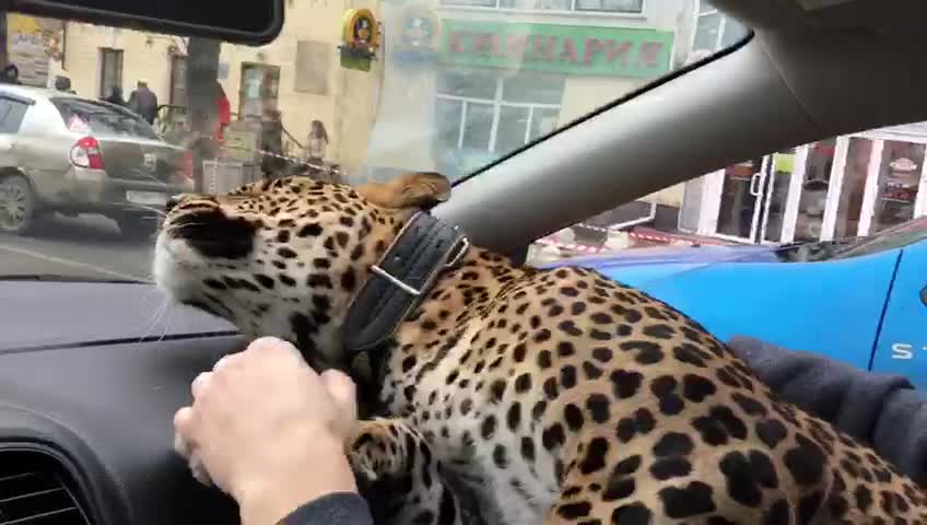 Leopard Takes a Taxi