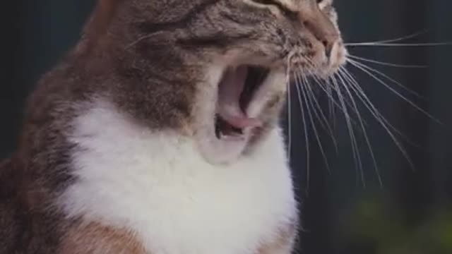 Best Funny Cat Videos 2022