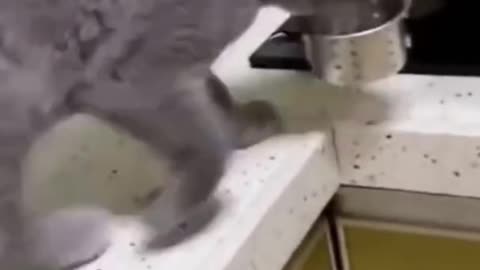 Funny Cat Video! Cat Takes Strainer from Kitchen Sink