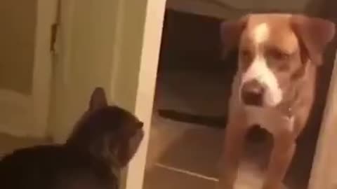Funny animal compilation video