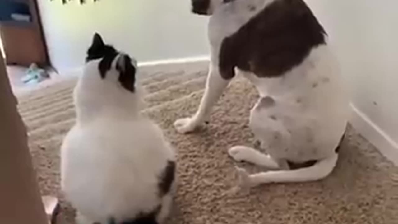 Funniest cats and dogs try not to lough