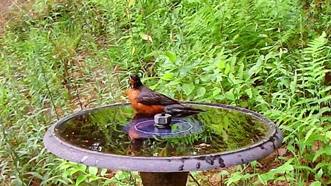 Handsom Robin Takes A Bath In My Backyard