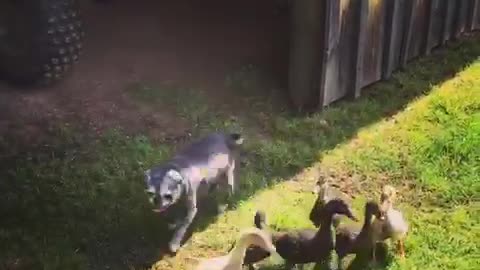 Black pug herding ducks