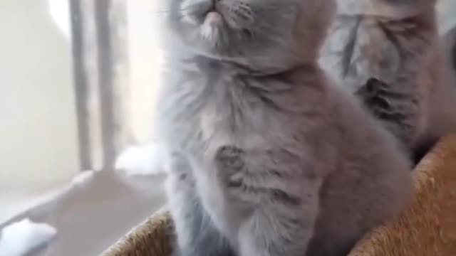 Cute Kittens dance according to music beats