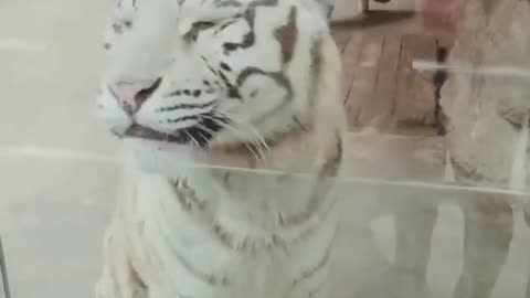 Funny animal video