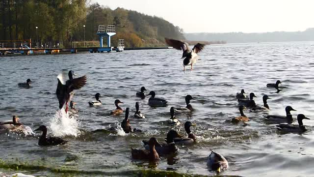 ducks are playing in the lake