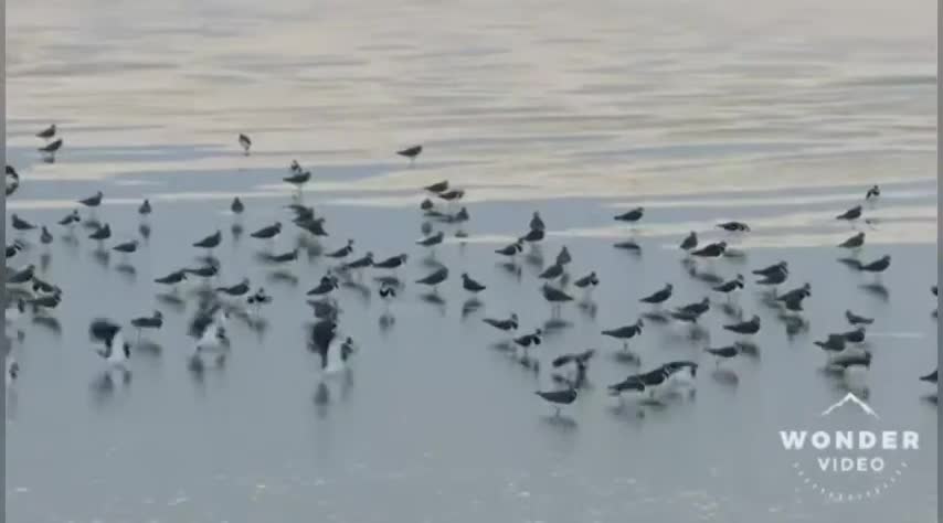 African Lapwings