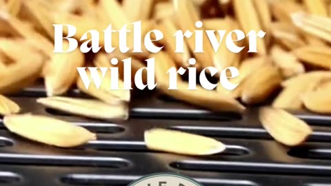 Battle River Wild Rice: Authentic, Premium Wild Rice from Minnesota’s Heartland