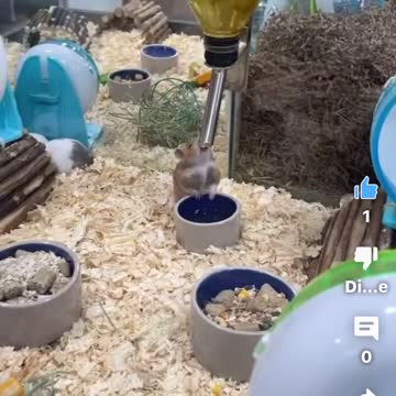 A cute mouse drinks water from tap