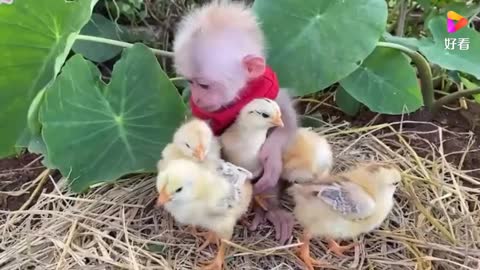 Summer is here and the monkeys and chicks are playing happily together