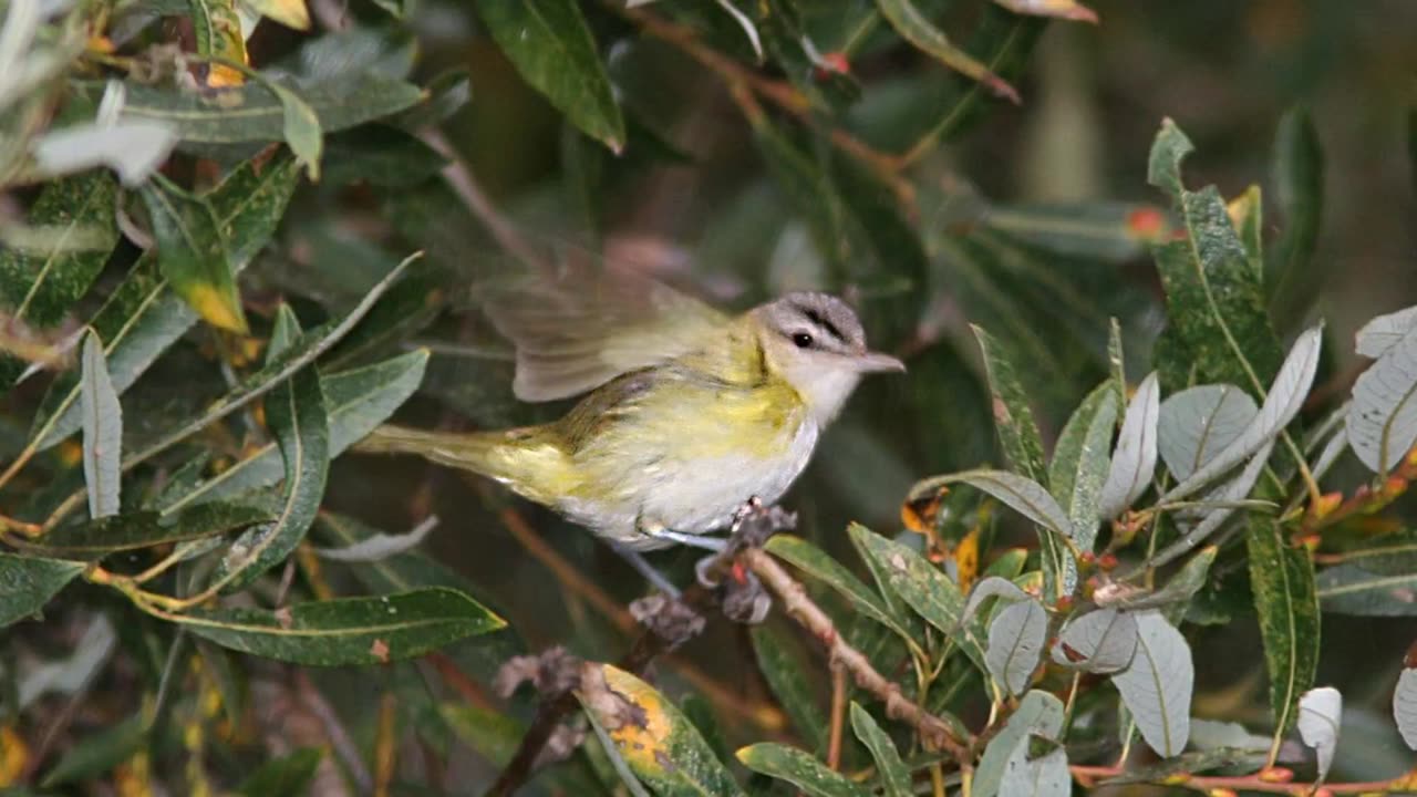 Yellow-green Vireo Sound Video