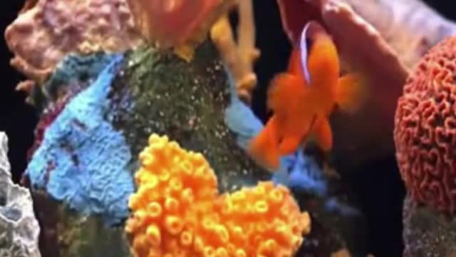 Relaxing Music for sleeping and tropical fish