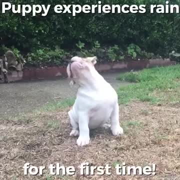 Pup’s reaction on seeing the rain for the first time.