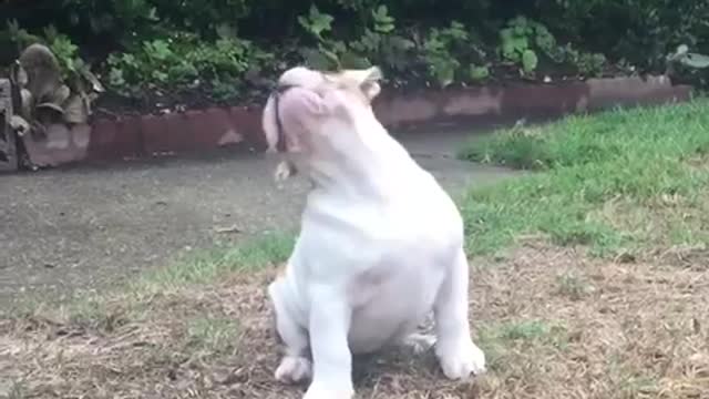 Pup’s reaction on seeing the rain for the first time.