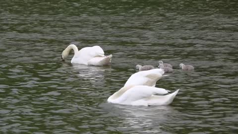 Cute duck playing