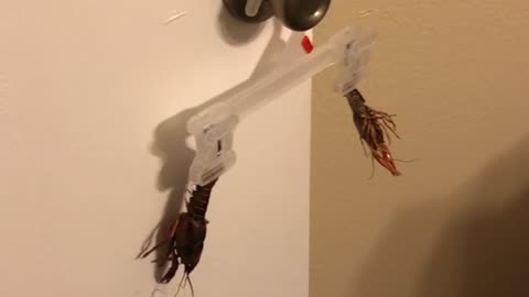 This Is My Crawfish Hanger