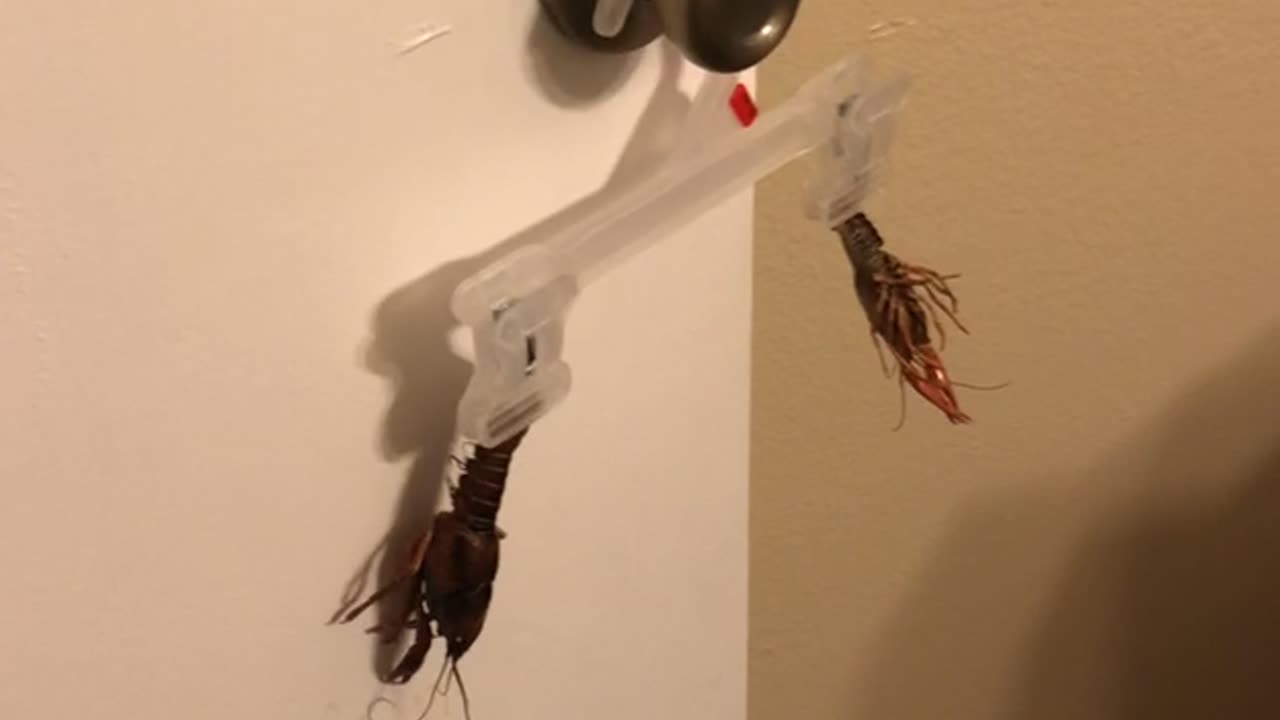 This Is My Crawfish Hanger