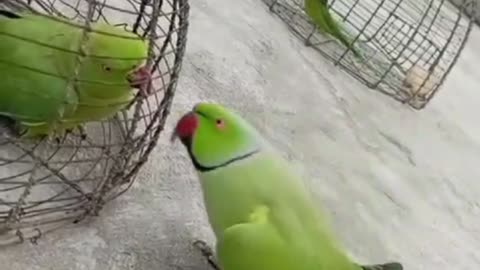 Funny parrot so cute and nice 🦜🦜🦜