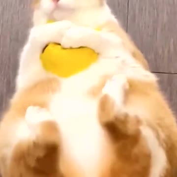 When the cat gets his favorite toy.