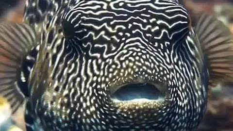 Very Big Strange Fish #shorts #shortvideo #video #virals #videoviral