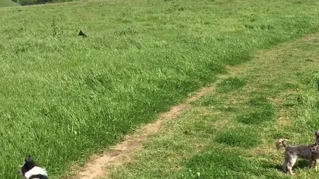 Dog skipping in lawn