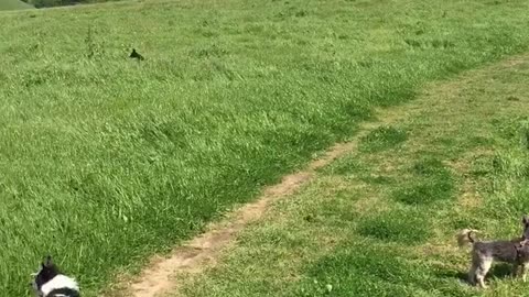 Dog skipping in lawn