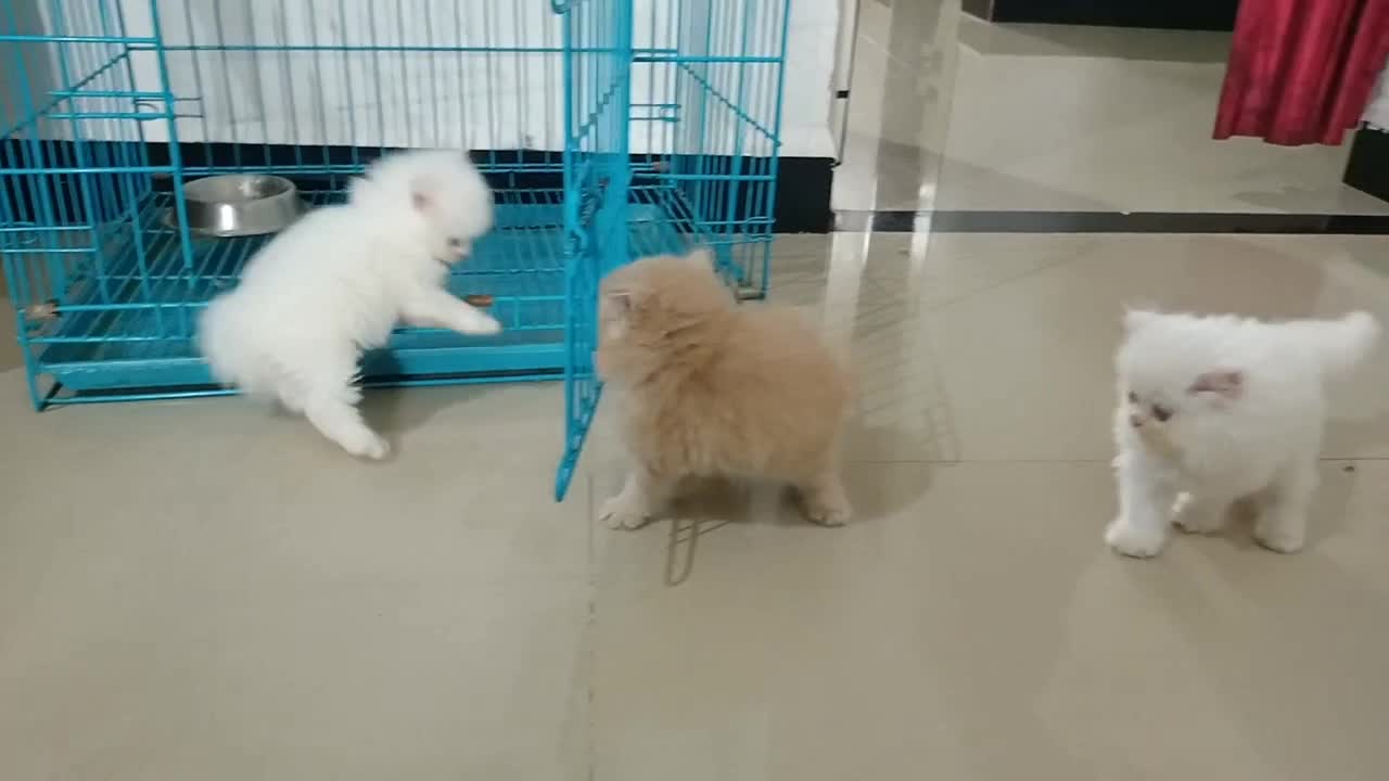 Percians cat's are playing in my friend house