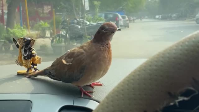 Mourning Dove bird car ride