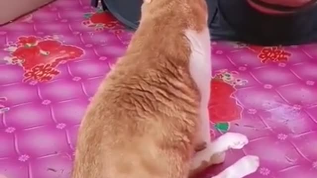 Cute cat videos funny Vol. 12