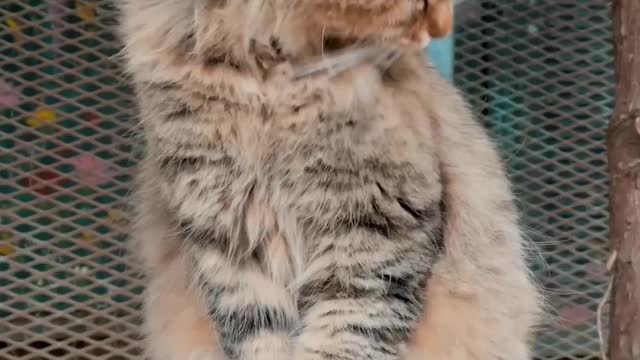 Finally Showing You cat grooming itself