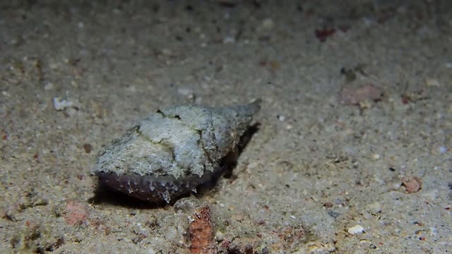 Dwarf Cuttlefish Up Close and Personal