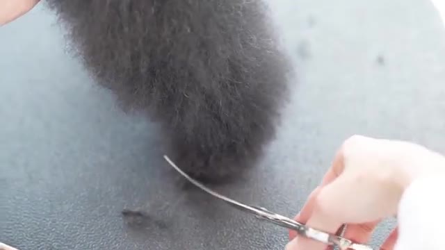 grooming dog