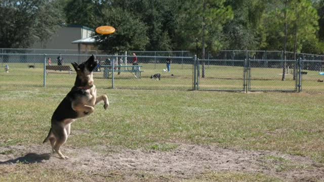 How To Teach Your Dog To Catch A Frisbee like never before