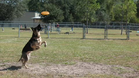 How To Teach Your Dog To Catch A Frisbee like never before