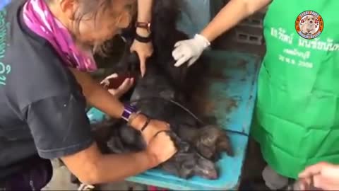 Stray Dogs Neglected for Years Amazing Transformation animal rescue pet rescue animal lover