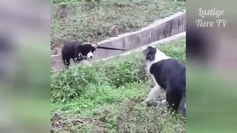 Watch funny cats and dogs