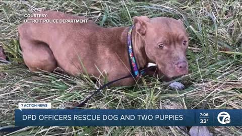 Police resdue dog and two puppies