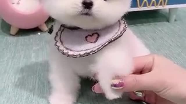 cute song cute dog