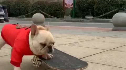 Dog skateboarding stunned passers-by