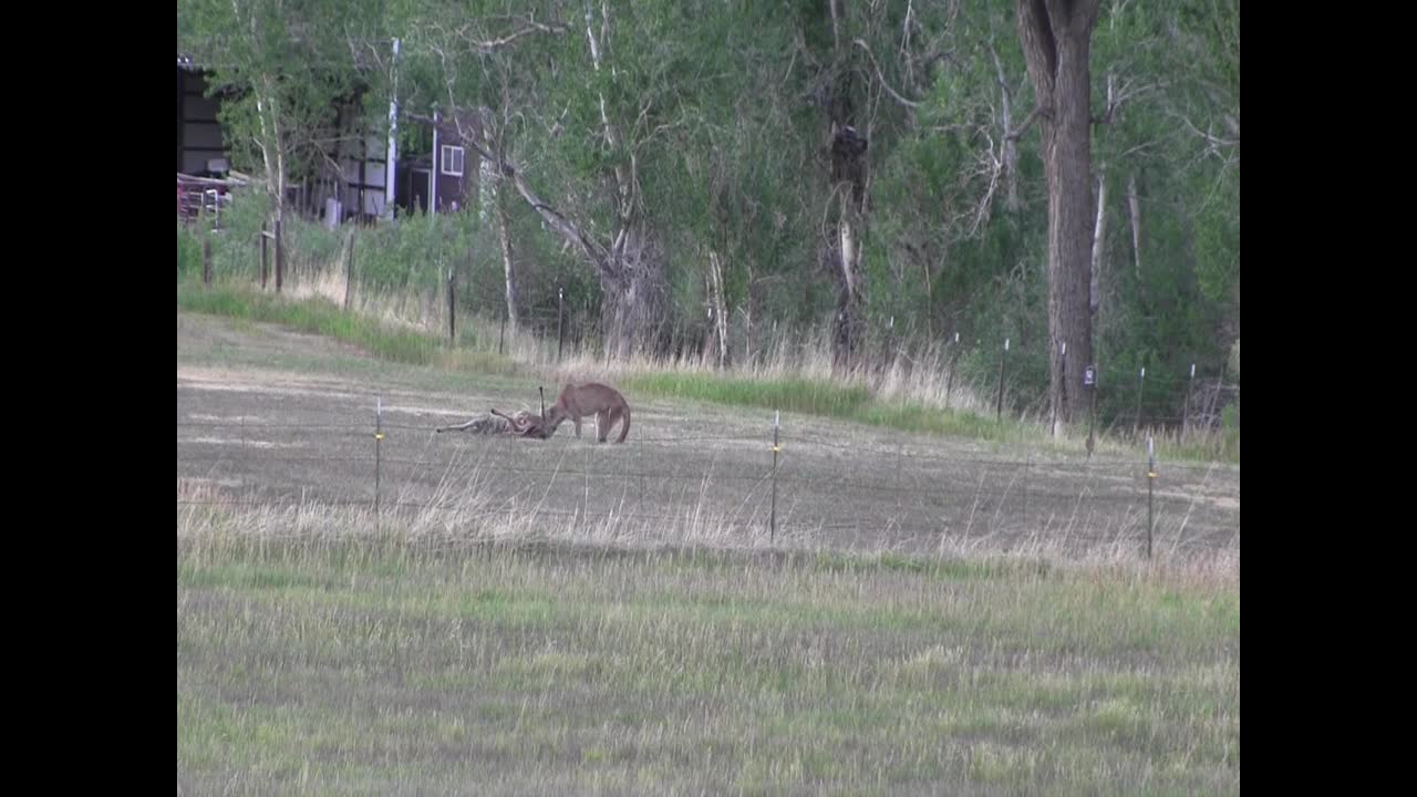 Mountain Lion In The Meadow