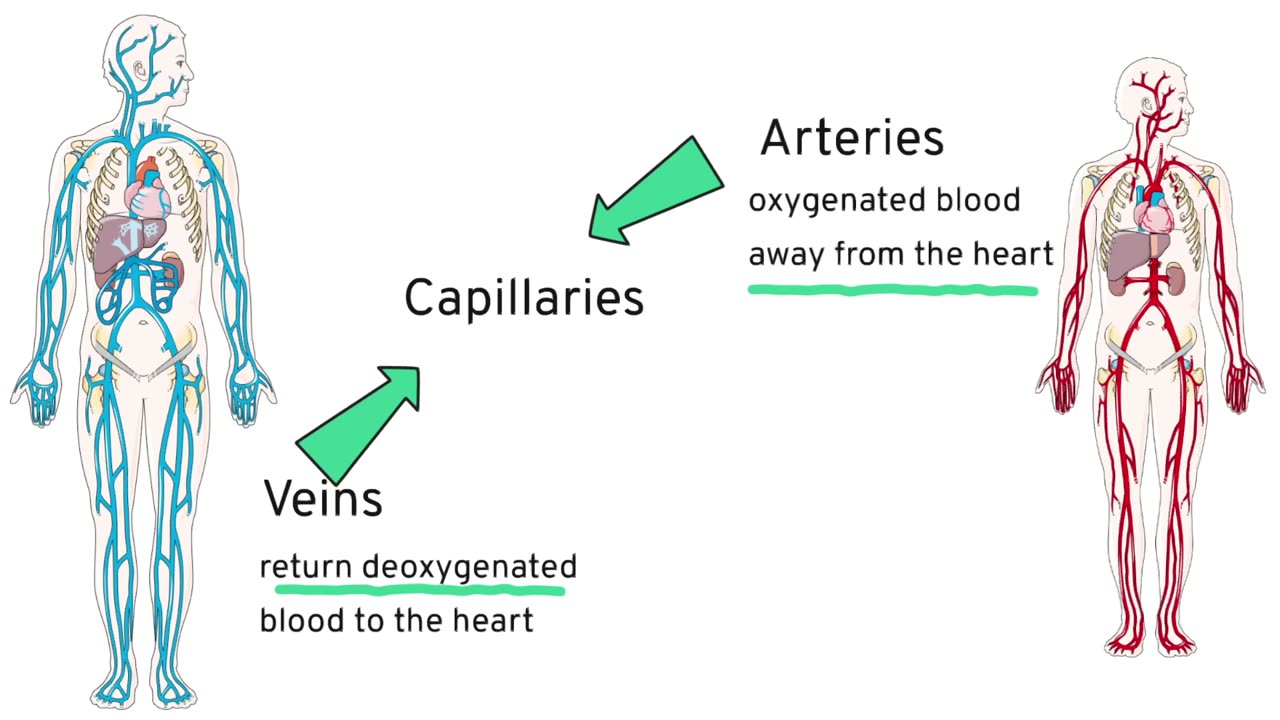 The Cardiovascular System