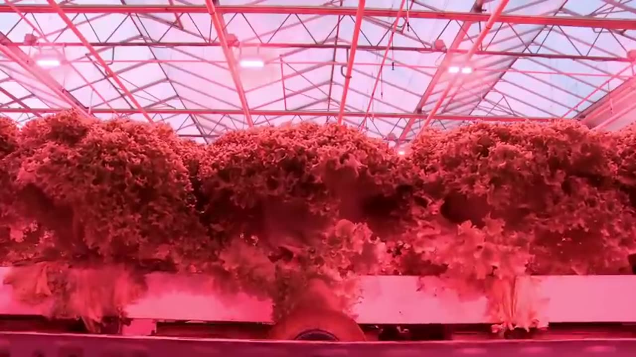 Floating hydroponic vegetables cultivation - Growing vegetables on the water - Modern Agriculture