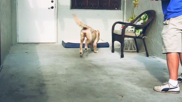 Dog training video