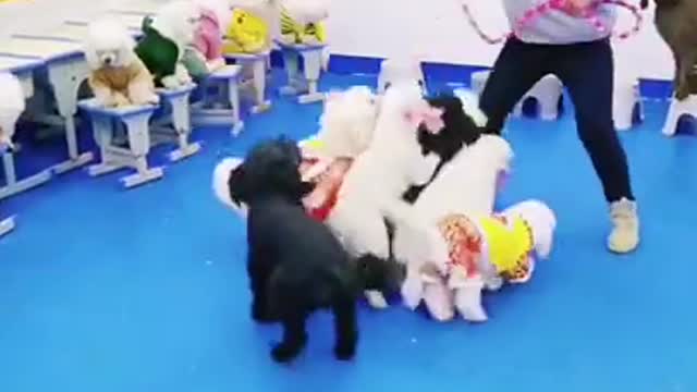 Cute Jumping Dogs