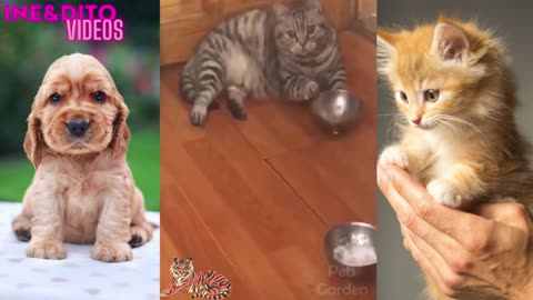 Cães e gatos video engraçados