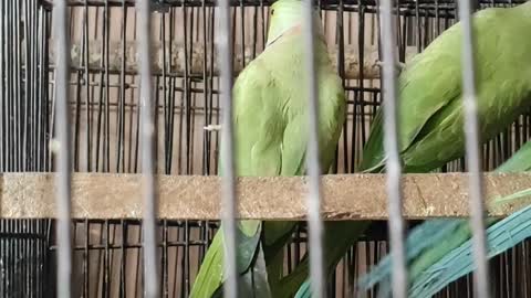 Amazing Talking Parrots Family | Beautiful Talking Parrots Playing And Speaking #Shorts