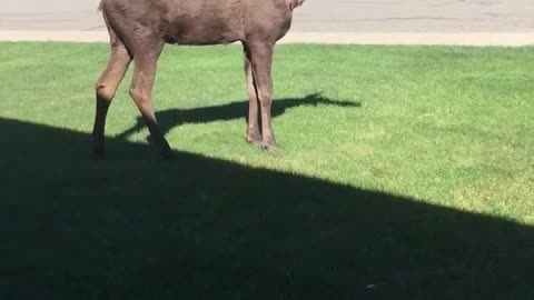 Moose Peacefully Trots on Front Lawn