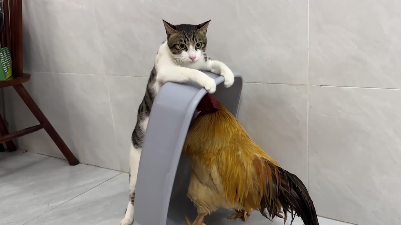 The cat provoked the rooster, this time it was a tragedy...