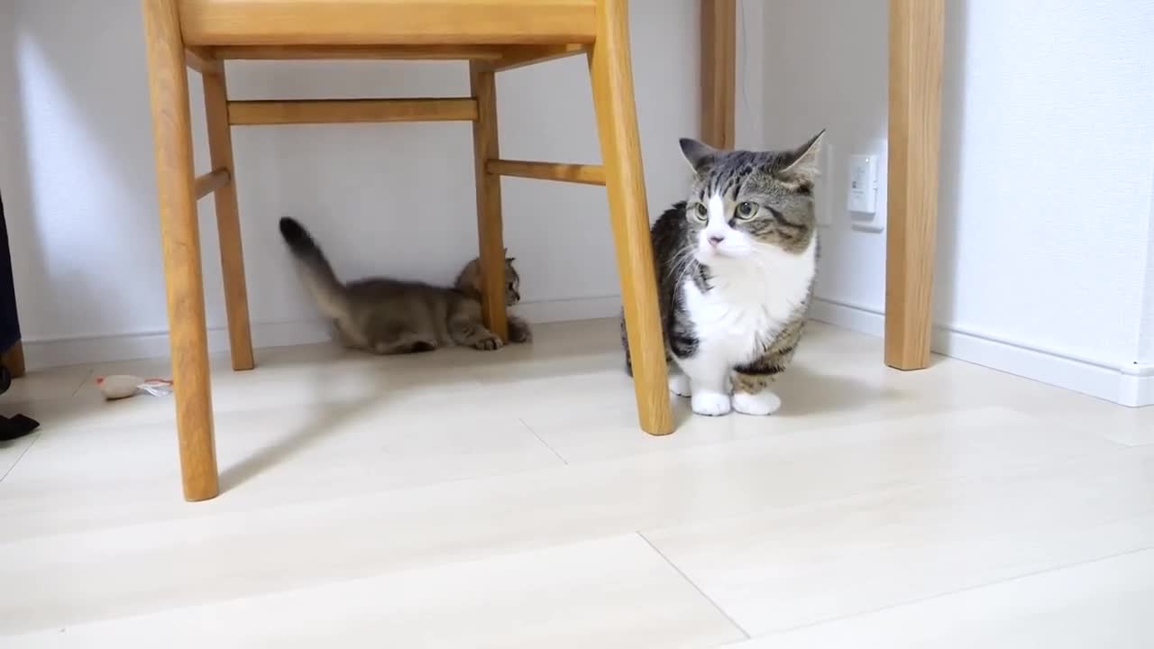 There are times when I get tired if I only deal with kitten